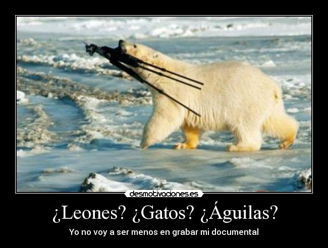 ¿Leones? ¿Gatos? ¿Águilas? - Yo no voy a ser menos en grabar mi documental