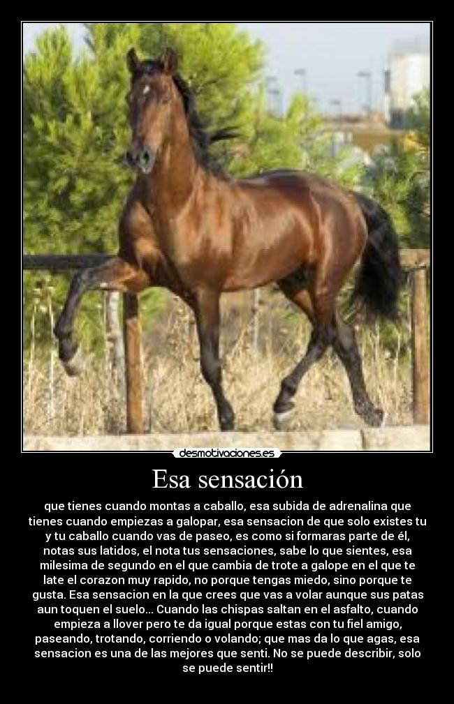 Esa sensación - que tienes cuando montas a caballo, esa subida de adrenalina que
tienes cuando empiezas a galopar, esa sensacion de que solo existes tu
y tu caballo cuando vas de paseo, es como si formaras parte de él,
notas sus latidos, el nota tus sensaciones, sabe lo que sientes, esa
milesima de segundo en el que cambia de trote a galope en el que te
late el corazon muy rapido, no porque tengas miedo, sino porque te
gusta. Esa sensacion en la que crees que vas a volar aunque sus patas
aun toquen el suelo... Cuando las chispas saltan en el asfalto, cuando
empieza a llover pero te da igual porque estas con tu fiel amigo,
paseando, trotando, corriendo o volando; que mas da lo que agas, esa
sensacion es una de las mejores que senti. No se puede describir, solo
se puede sentir!!
