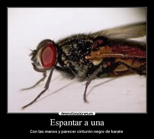 carteles mosca karate cinturon negro desmotivaciones