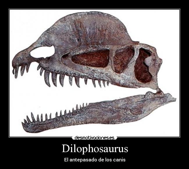 Dilophosaurus -