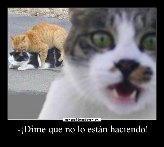 -¡Dime que no lo están haciendo! - 