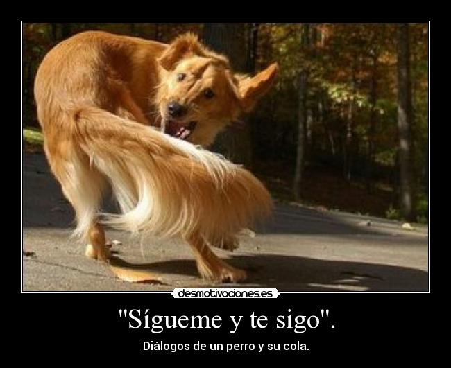 Sígueme y te sigo. - Diálogos de un perro y su cola.