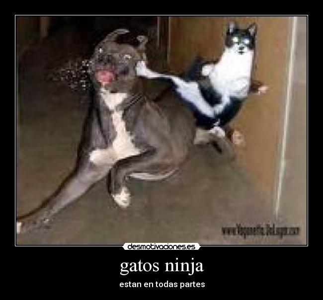 gatos ninja - 