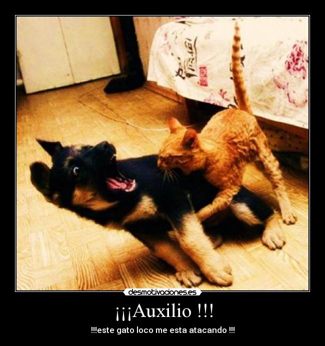 ¡¡¡Auxilio !!! -
