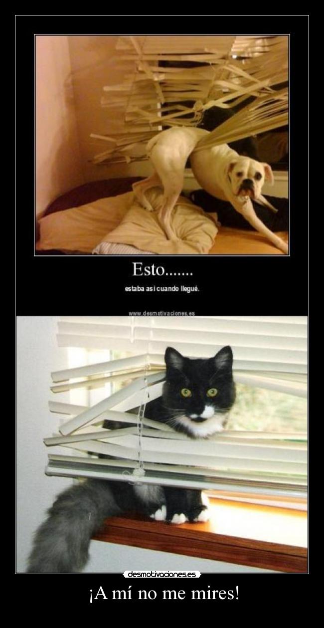 ¡A mí no me mires! - 