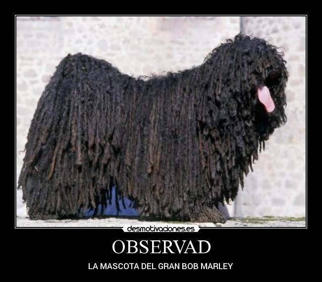 OBSERVAD -