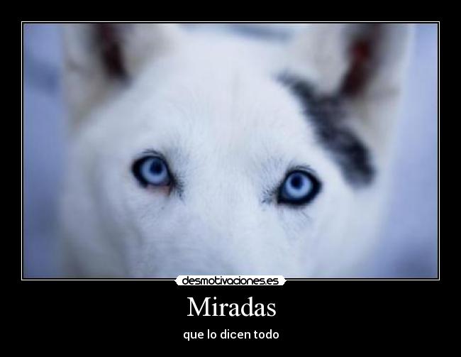 Miradas - que lo dicen todo