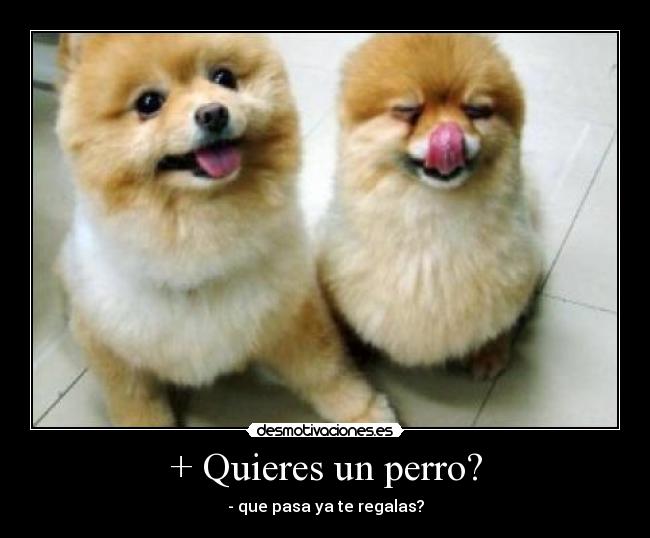 + Quieres un perro? -