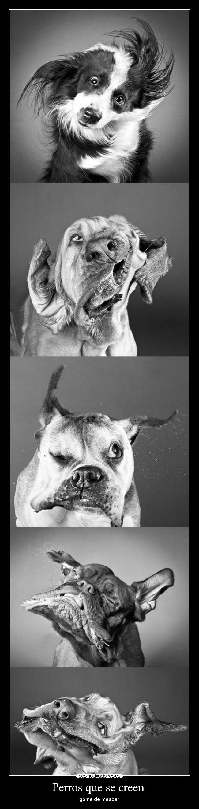 Perros que se creen - goma de mascar.