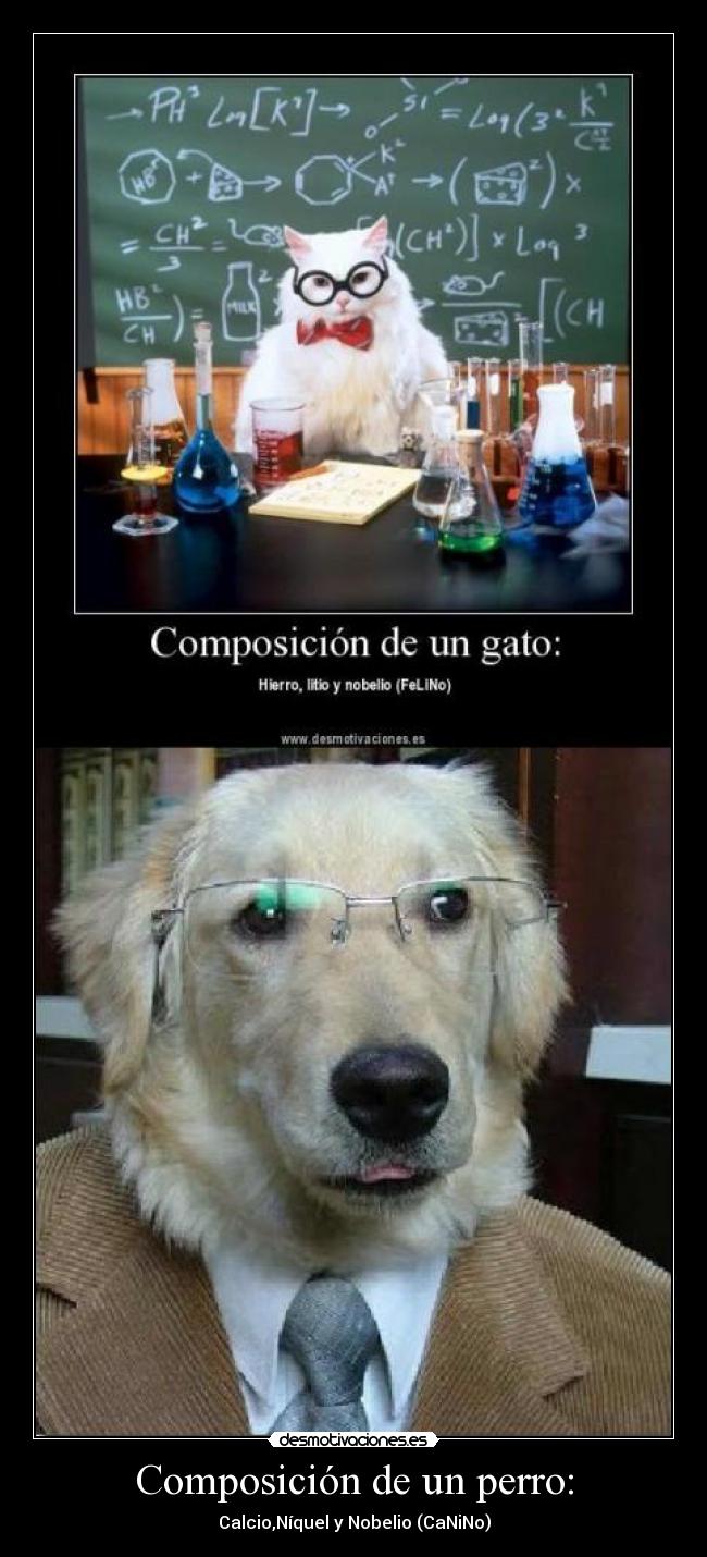 Composición de un perro: - 