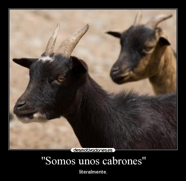 Somos unos cabrones -