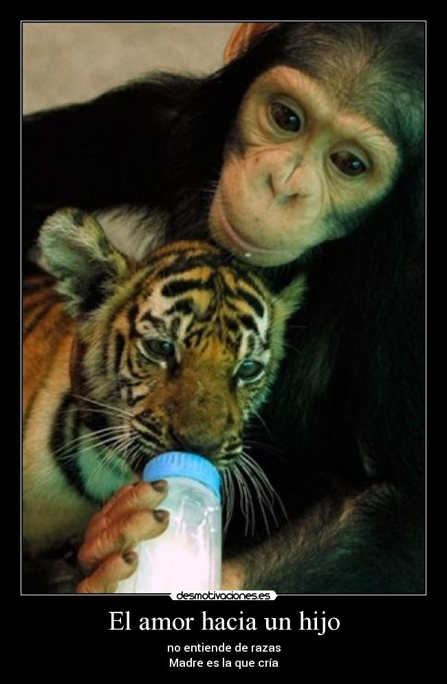 El amor hacia un hijo - no entiende de razas
Madre es la que cría
