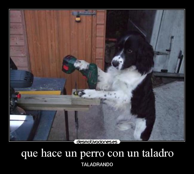 que hace un perro con un taladro -