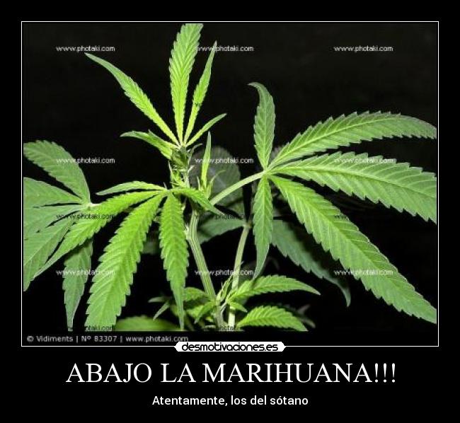ABAJO LA MARIHUANA!!! -