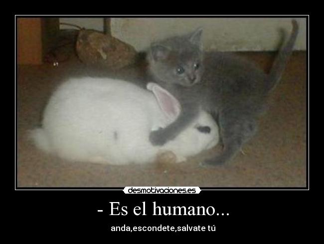 - Es el humano... -  anda,escondete,salvate tú