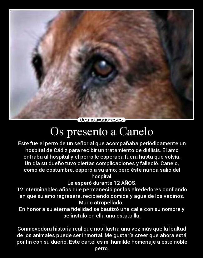 Os presento a Canelo - 