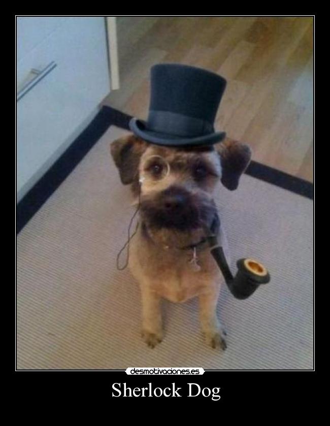Sherlock Dog -