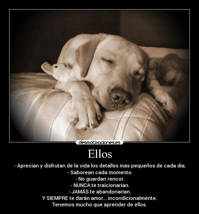 carteles perros cesar millan dogs ellos amor incondicional aprender ellos desmotivaciones