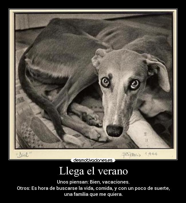 Llega el verano - Unos piensan: Bien, vacaciones.
Otros: Es hora de buscarse la vida, comida, y con un poco de suerte,
una familia que me quiera.