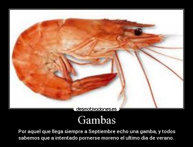 Gambas - 