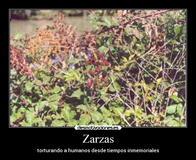 Zarzas - torturando a humanos desde tiempos inmemoriales