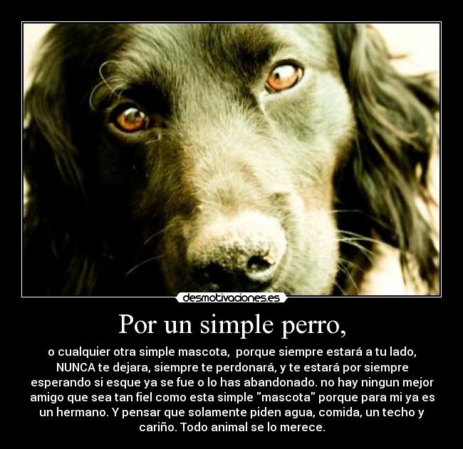 Por un simple perro, - o cualquier otra simple mascota,  porque siempre estará a tu lado,
NUNCA te dejara, siempre te perdonará, y te estará por siempre
esperando si esque ya se fue o lo has abandonado. no hay ningun mejor
amigo que sea tan fiel como esta simple mascota porque para mi ya es
un hermano. Y pensar que solamente piden agua, comida, un techo y
cariño. Todo animal se lo merece.