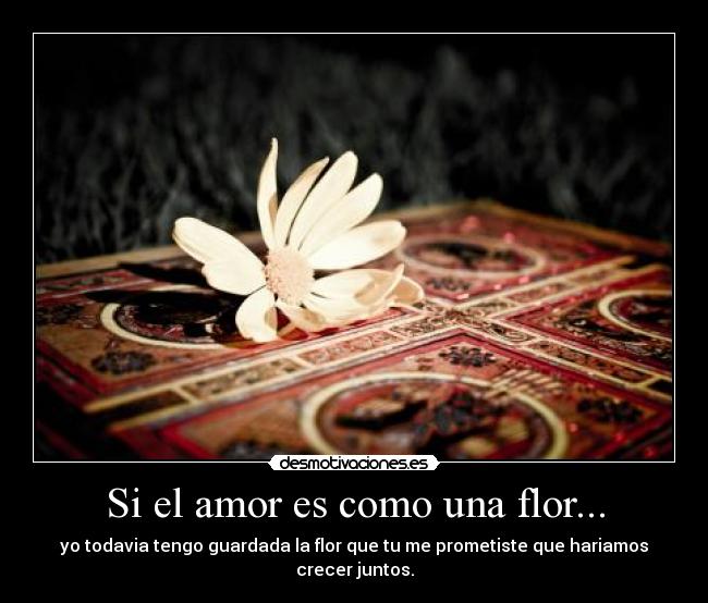 Si el amor es como una flor... - yo todavia tengo guardada la flor que tu me prometiste que hariamos crecer juntos.