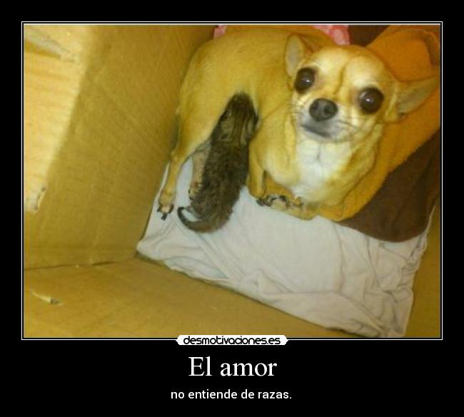 El amor - no entiende de razas.
