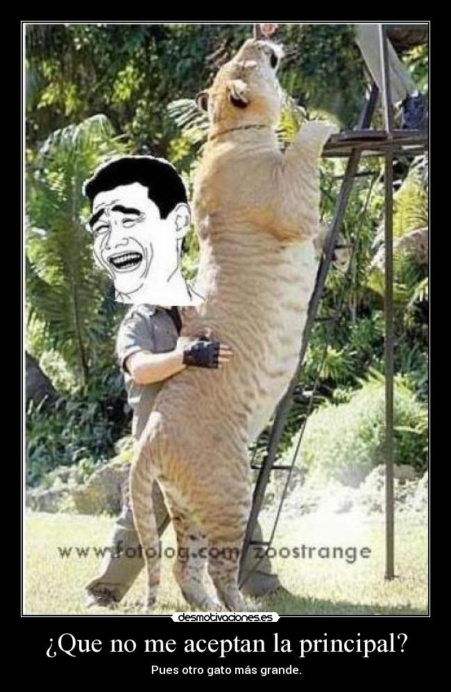 ¿Que no me aceptan la principal? - Pues otro gato más grande.