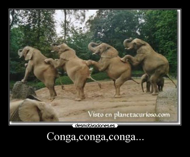 Conga,conga,conga... -
