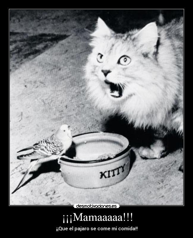 ¡¡¡Mamaaaaa!!! -