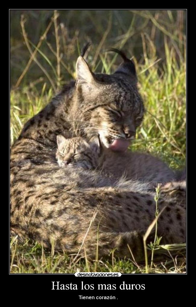 Hasta los mas duros - 