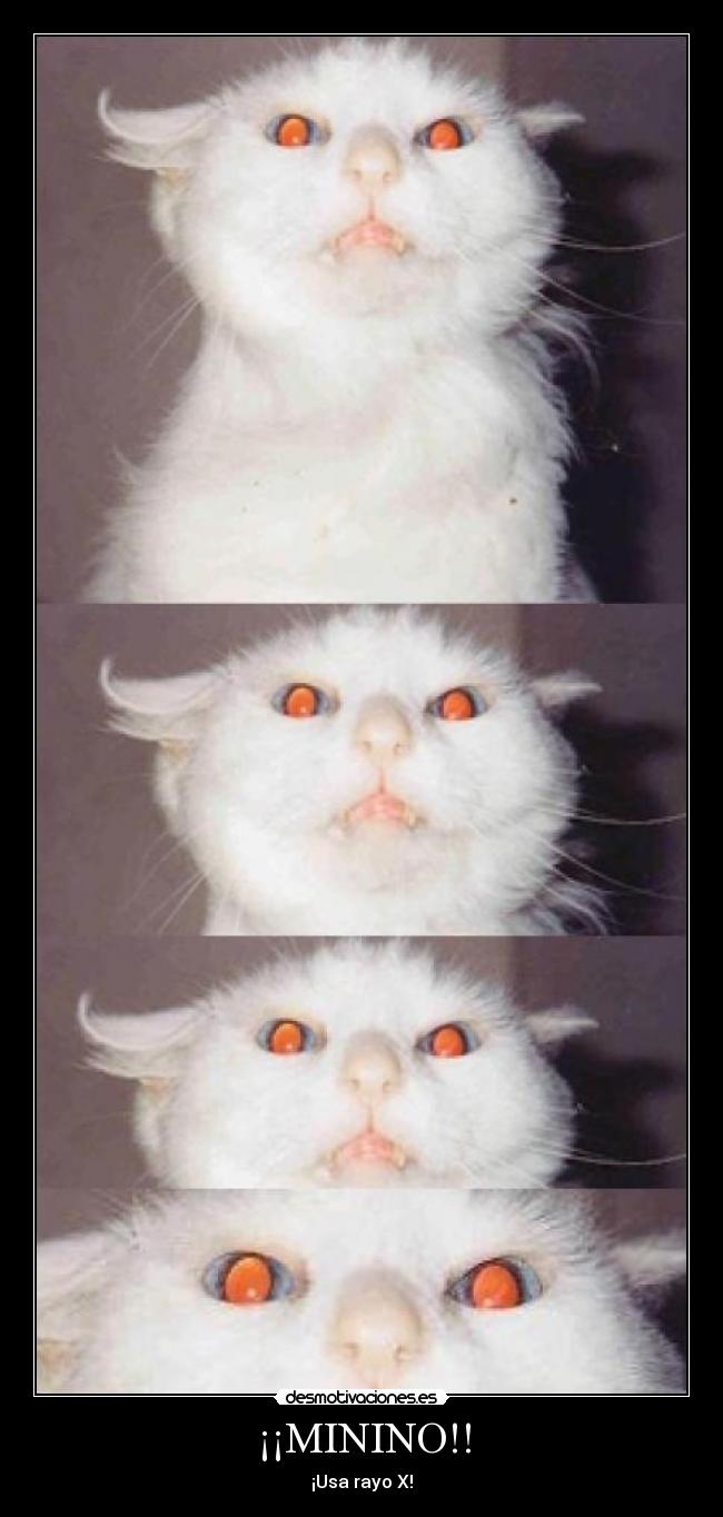 ¡¡MININO!! - 