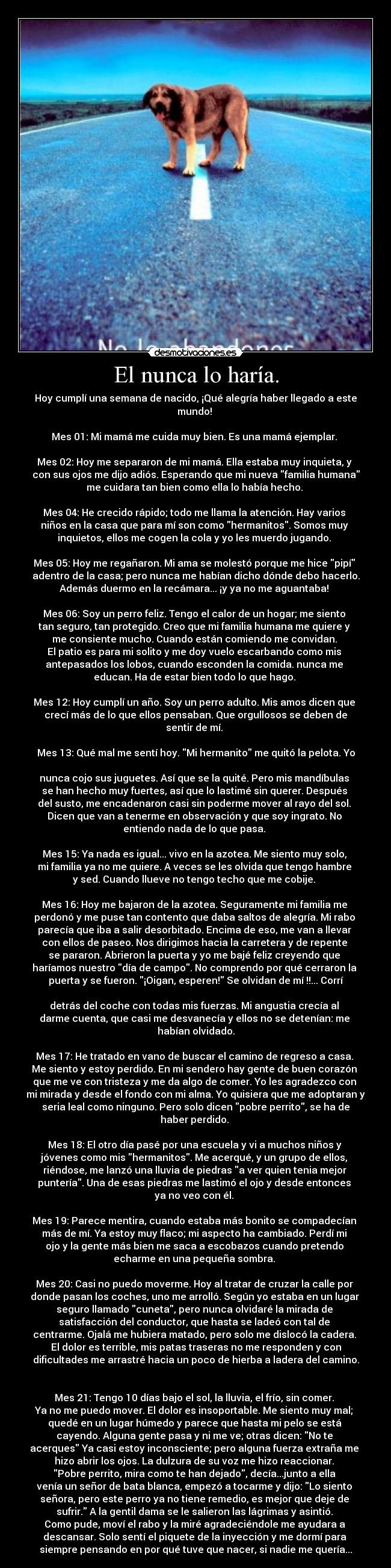El nunca lo haría. - Hoy cumplí una semana de nacido, ¡Qué alegría haber llegado a este
mundo!
Mes 01: Mi mamá me cuida muy bien. Es una mamá ejemplar.
Mes 02: Hoy me separaron de mi mamá. Ella estaba muy inquieta, y
con sus ojos me dijo adiós. Esperando que mi nueva familia humana
me cuidara tan bien como ella lo había hecho.
Mes 04: He crecido rápido; todo me llama la atención. Hay varios
niños en la casa que para mí son como hermanitos. Somos muy
inquietos, ellos me cogen la cola y yo les muerdo jugando.
Mes 05: Hoy me regañaron. Mi ama se molestó porque me hice pipí
adentro de la casa; pero nunca me habían dicho dónde debo hacerlo.
Además duermo en la recámara... ¡y ya no me aguantaba!
Mes 06: Soy un perro feliz. Tengo el calor de un hogar; me siento
tan seguro, tan protegido. Creo que mi familia humana me quiere y
me consiente mucho. Cuando están comiendo me convidan.
El patio es para mi solito y me doy vuelo escarbando como mis
antepasados los lobos, cuando esconden la comida. nunca me
educan. Ha de estar bien todo lo que hago.
Mes 12: Hoy cumplí un año. Soy un perro adulto. Mis amos dicen que
crecí más de lo que ellos pensaban. Que orgullosos se deben de
sentir de mí.
Mes 13: Qué mal me sentí hoy. Mi hermanito me quitó la pelota. Yo
nunca cojo sus juguetes. Así que se la quité. Pero mis mandíbulas
se han hecho muy fuertes, así que lo lastimé sin querer. Después
del susto, me encadenaron casi sin poderme mover al rayo del sol.
Dicen que van a tenerme en observación y que soy ingrato. No
entiendo nada de lo que pasa.
Mes 15: Ya nada es igual... vivo en la azotea. Me siento muy solo,
mi familia ya no me quiere. A veces se les olvida que tengo hambre
y sed. Cuando llueve no tengo techo que me cobije.
Mes 16: Hoy me bajaron de la azotea. Seguramente mi familia me
perdonó y me puse tan contento que daba saltos de alegría. Mi rabo
parecía que iba a salir desorbitado. Encima de eso, me van a llevar
con ellos de paseo. Nos dirigimos hacia la carretera y de repente
se pararon. Abrieron la puerta y yo me bajé feliz creyendo que
haríamos nuestro día de campo. No comprendo por qué cerraron la
puerta y se fueron. ¡Oigan, esperen! Se olvidan de mí !!... Corrí
detrás del coche con todas mis fuerzas. Mi angustia crecía al
darme cuenta, que casi me desvanecía y ellos no se detenían: me
habían olvidado.
Mes 17: He tratado en vano de buscar el camino de regreso a casa.
Me siento y estoy perdido. En mi sendero hay gente de buen corazón
que me ve con tristeza y me da algo de comer. Yo les agradezco con
mi mirada y desde el fondo con mi alma. Yo quisiera que me adoptaran y
seria leal como ninguno. Pero solo dicen pobre perrito, se ha de
haber perdido.
Mes 18: El otro día pasé por una escuela y vi a muchos niños y
jóvenes como mis hermanitos. Me acerqué, y un grupo de ellos,
riéndose, me lanzó una lluvia de piedras a ver quien tenia mejor
puntería. Una de esas piedras me lastimó el ojo y desde entonces
ya no veo con él.
Mes 19: Parece mentira, cuando estaba más bonito se compadecían
más de mí. Ya estoy muy flaco; mi aspecto ha cambiado. Perdí mi
ojo y la gente más bien me saca a escobazos cuando pretendo
echarme en una pequeña sombra.
Mes 20: Casi no puedo moverme. Hoy al tratar de cruzar la calle por
donde pasan los coches, uno me arrolló. Según yo estaba en un lugar
seguro llamado cuneta, pero nunca olvidaré la mirada de
satisfacción del conductor, que hasta se ladeó con tal de
centrarme. Ojalá me hubiera matado, pero solo me dislocó la cadera.
El dolor es terrible, mis patas traseras no me responden y con
dificultades me arrastré hacia un poco de hierba a ladera del camino.
Mes 21: Tengo 10 días bajo el sol, la lluvia, el frío, sin comer.
Ya no me puedo mover. El dolor es insoportable. Me siento muy mal;
quedé en un lugar húmedo y parece que hasta mi pelo se está
cayendo. Alguna gente pasa y ni me ve; otras dicen: No te
acerques Ya casi estoy inconsciente; pero alguna fuerza extraña me
hizo abrir los ojos. La dulzura de su voz me hizo reaccionar.
Pobre perrito, mira como te han dejado, decía...junto a ella
venía un señor de bata blanca, empezó a tocarme y dijo: Lo siento
señora, pero este perro ya no tiene remedio, es mejor que deje de
sufrir. A la gentil dama se le salieron las lágrimas y asintió.
Como pude, moví el rabo y la miré agradeciéndole me ayudara a
descansar. Solo sentí el piquete de la inyección y me dormí para
siempre pensando en por qué tuve que nacer, si nadie me quería...