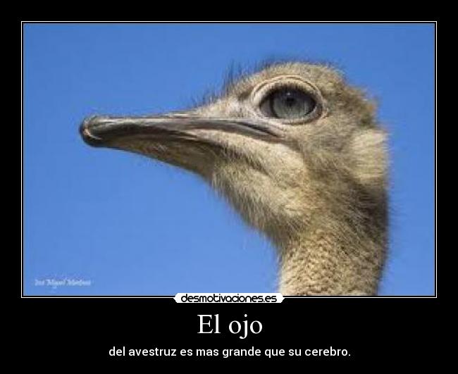 El ojo -