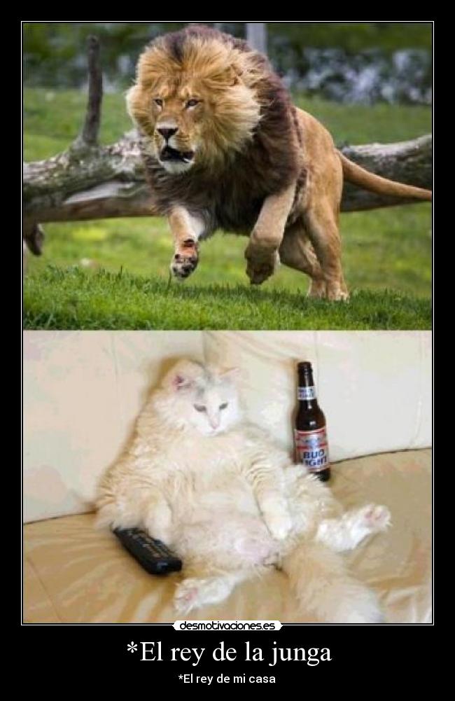 *El rey de la junga - 