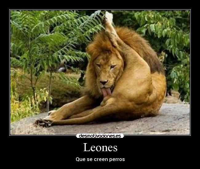 Leones - Que se creen perros