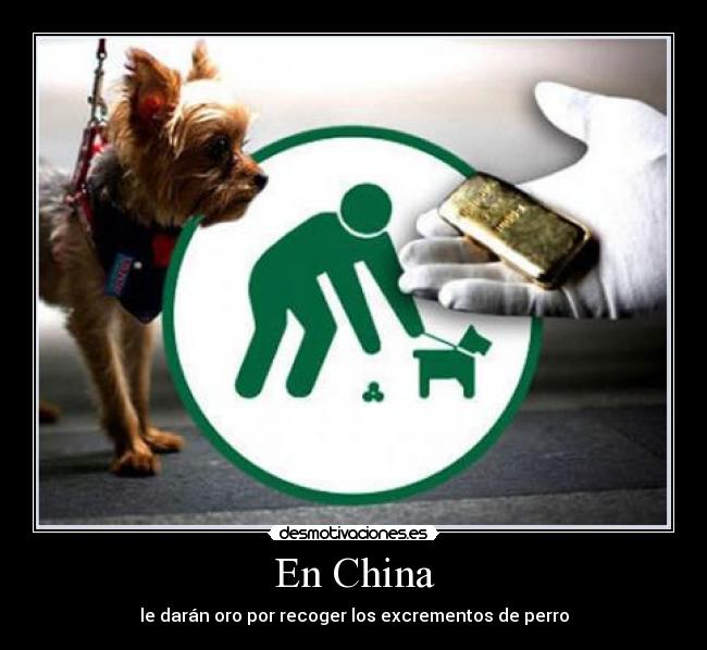 En China - le darán oro por recoger los excrementos de perro