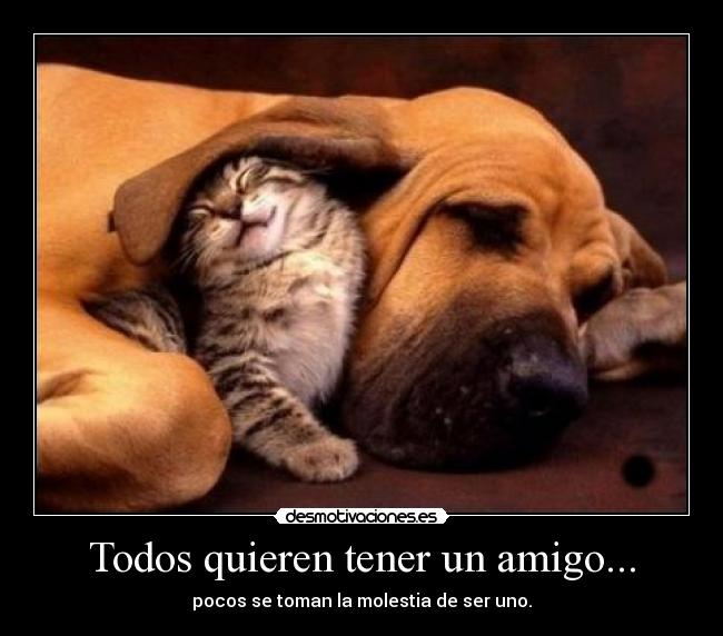 carteles amigos perros gatos enemigos desmotivaciones