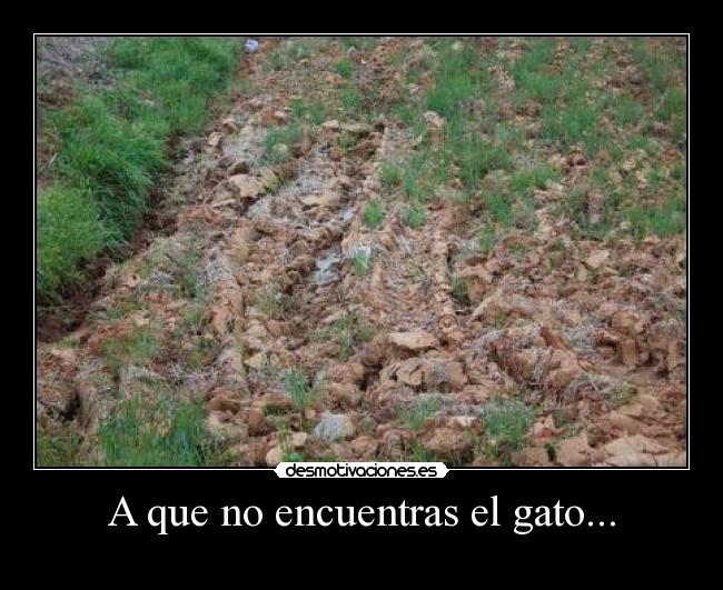 A que no encuentras el gato... - 