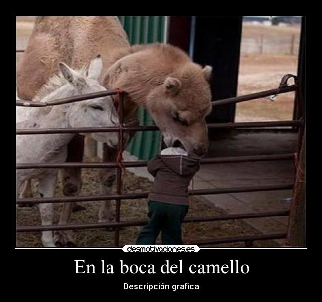 En la boca del camello - 