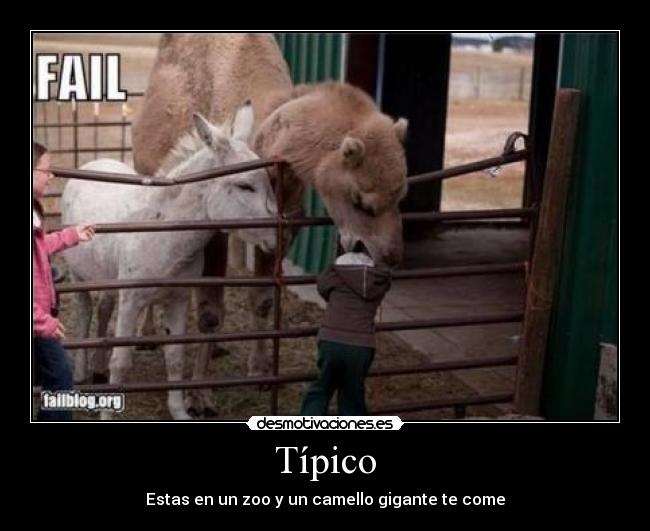 Típico - Estas en un zoo y un camello gigante te come