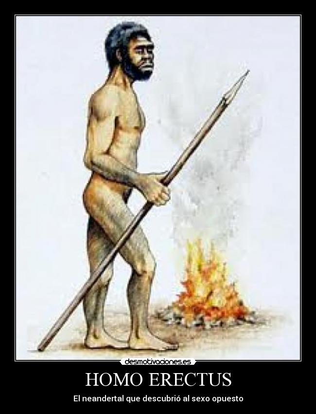 HOMO ERECTUS -