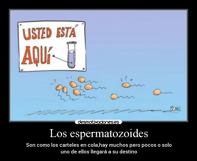 Los espermatozoides - Son como los carteles en cola,hay muchos pero pocos o solo
uno de ellos llegará a su destino