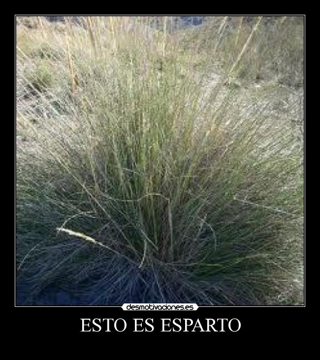 ESTO ES ESPARTO -