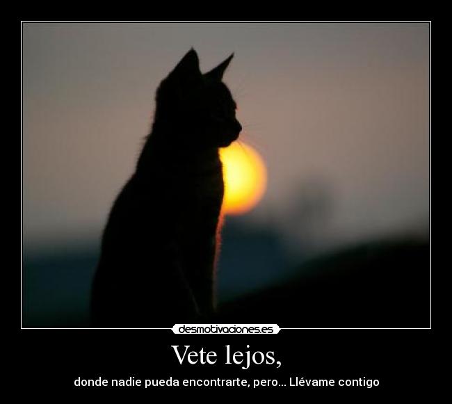 carteles gatito desmotivaciones