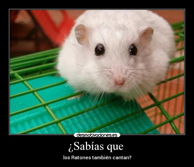 ¿Sabías que - los Ratones también cantan?
