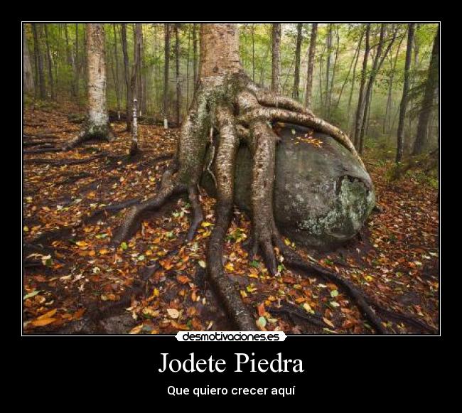 Jodete Piedra - Que quiero crecer aquí