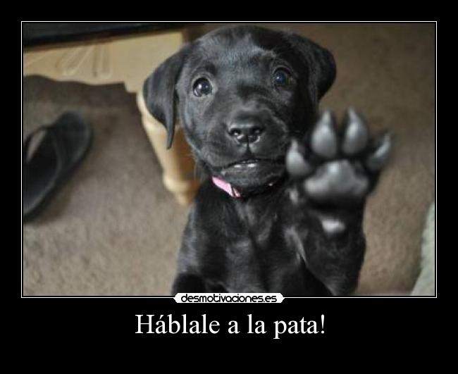 Háblale a la pata! - 