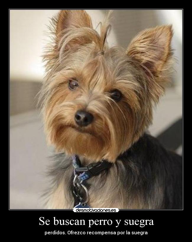 Se buscan perro y suegra -